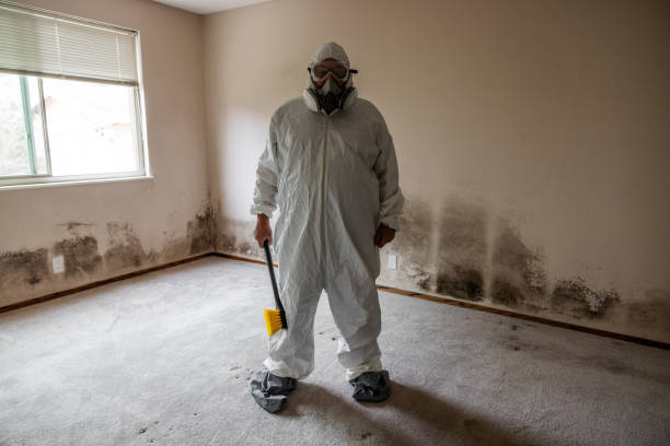 Best Mold Odor Removal Services  in Sophia, WV